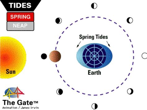 The Moon and Tides - Spring vs. Neap Tides