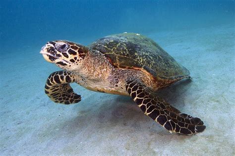 Endangered Sea Turtles In The Philippines