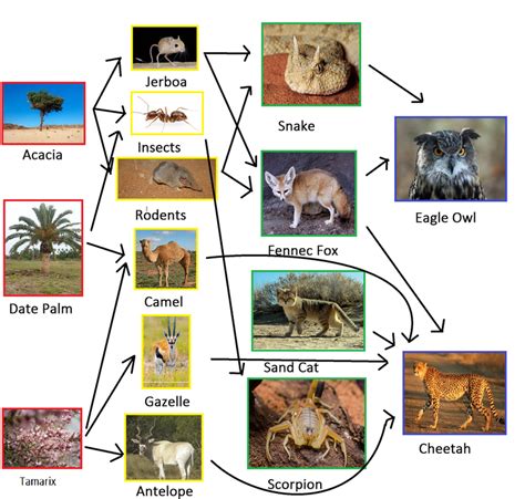 Food Chains & Webs - The Sahara desertNorthern Africa