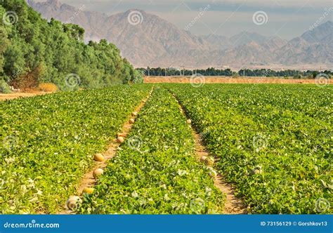 Agriculture in Desert Area Near Eilat, Israel Stock Image - Image of negev, outdoor: 73156129