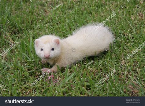 A 7 Week Old Sterling Silver Ferret Kit Out On The Grass. Stock Photo 37867294 : Shutterstock