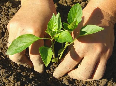 Planting pepper seedlings — Stock Photo © DLeonis #11268906