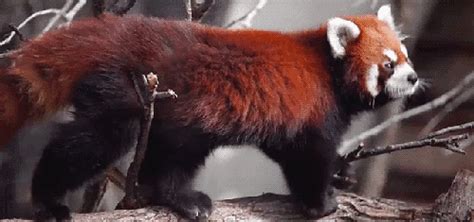 The Cutest Red Panda GIFs Ever Seen