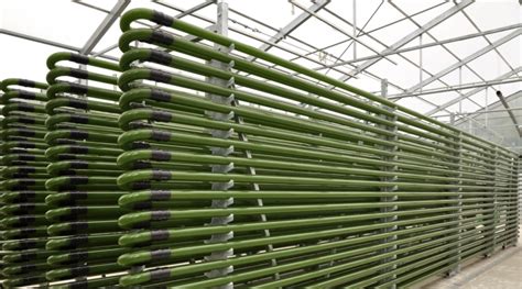 Biofuel production from algae – Our energy