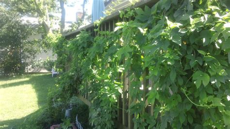 Growing Hops With Limited Space - HomeBrewTalk.com