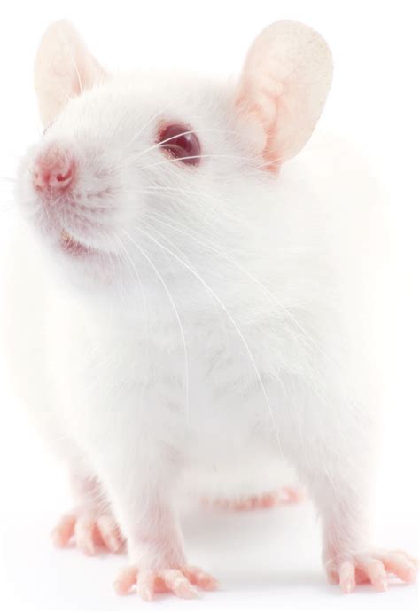 Free photo: White Mouse - Animal, Fast, Mice - Free Download - Jooinn