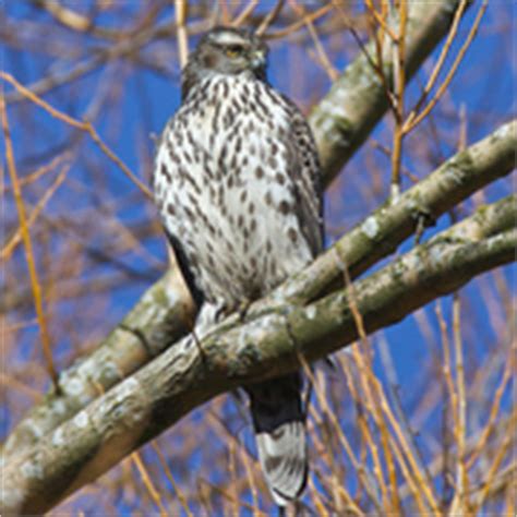 Northern Goshawk