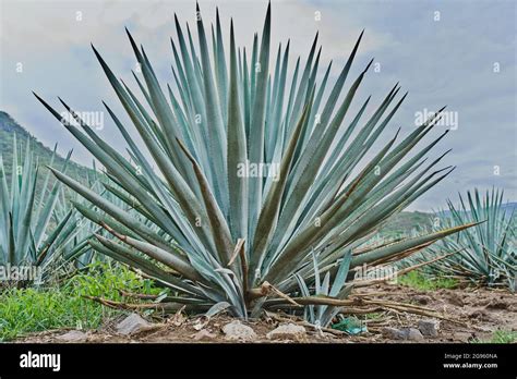 Blue agave plantation in the field to make tequila Stock Photo - Alamy