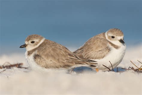 Piping Plover | Plover, White sand beach, Sea birds