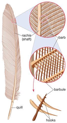 Barb | feather | Britannica