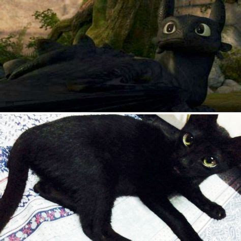 My Cat Looks Like Toothless in 2020 | Toothless cat, Cute cats, kittens, Dragon poses