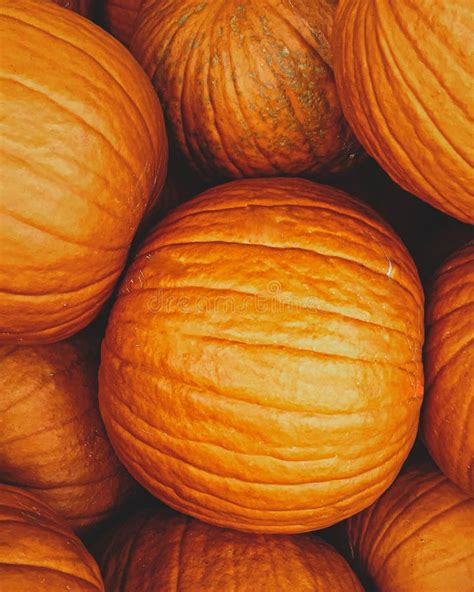 Close-up of Orange Pumpkins on a Pumpkin Patch. Stock Photo - Image of ...