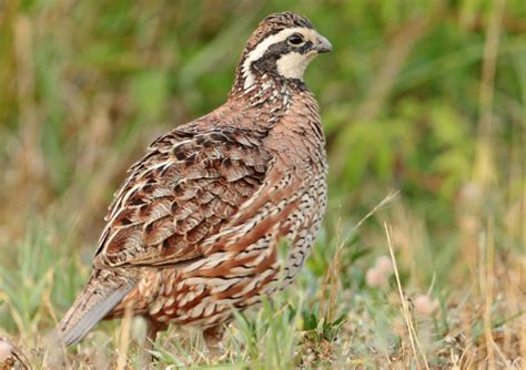 Hunting Quail - Tips & Tricks | Gray Ghost Plantation