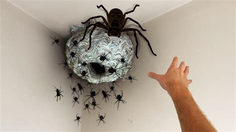 why did I touch the SPIDER nest… – Trends