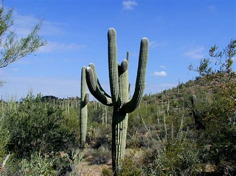 Las mejores 8 plantas del desierto para jardín y terraza | Jardineria On