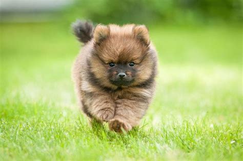 12 of the World's Smallest Dog Breeds in 2020 | Dog breeds, Cute ...