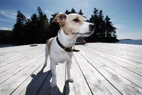 The Best Pet-Friendly Hotels In Portland, Maine