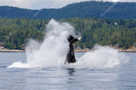 Jumping orca whale — Stock Photo © MennoSchaefer #126738230