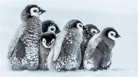 How Do Baby Penguins Get Through Antarctic Blizzards? With Lots of Adorable Cuddles | The ...