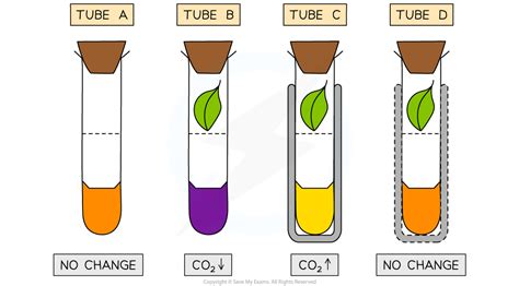 Edexcel IGCSE Biology 复习笔记 2.7.4 Practical: The Effect of Light on Gas Exchange in Plants-翰林国际教育