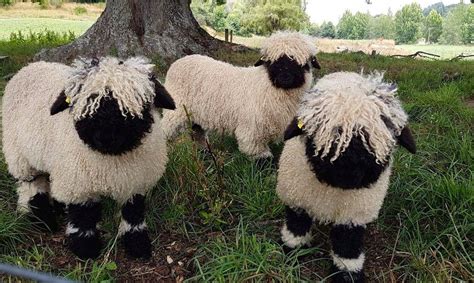 Valais Blacknose sheep look like living ragdolls : r/interestingasfuck