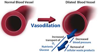 Vasodilation; Vasodilatation; Vasorelaxation