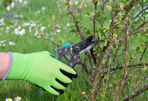 Prune Gooseberry Bushes Like This To Produce A Much Bigger Crop Overall ...