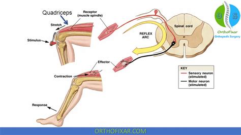 Deep Tendon Reflex Testing | OrthoFixar 2024