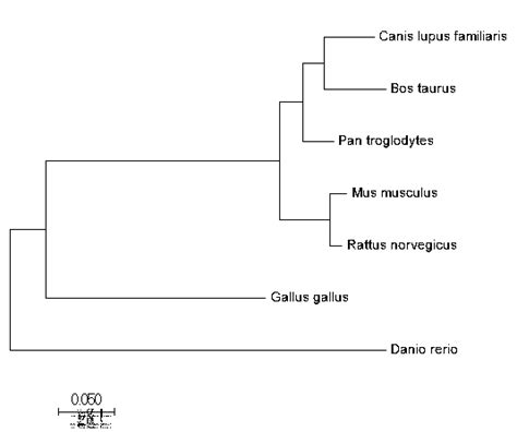 Phylogeny