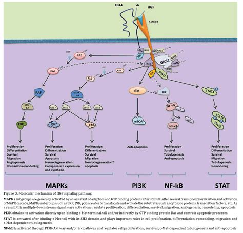 Hepatocyte Growth Factor Signaling Pathway as a Potential Target in Ductal Adenocarcinoma of the ...