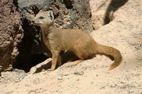 Desert Animal | Animals in Arizona Thematic Unit | Pinterest | Desert animals and Animal