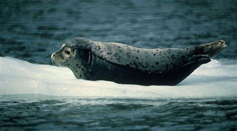 Harbour seal | mammal | Britannica.com