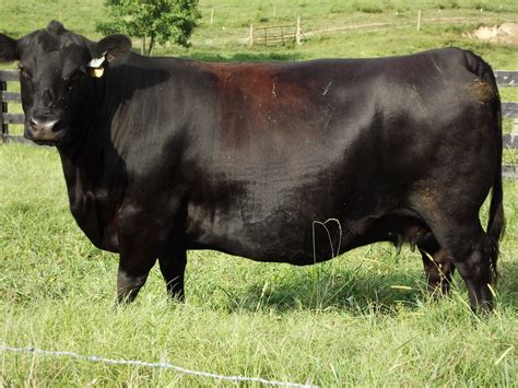 Nutritional Input- Registered Black Herefords and Registered Black Angus Cattle — Triple T Farm ...