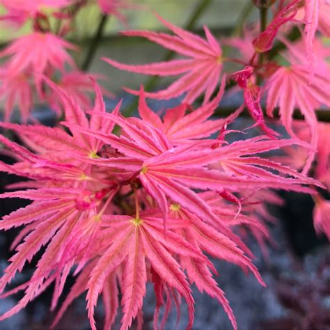 Acer Palmatum 'Phoenix', Japanese Maple 'Phoenix' in GardenTags plant ...