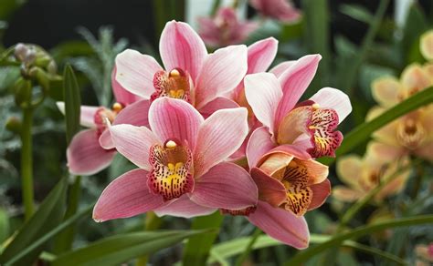 Shenzhen Nongke Orchid Wallpapers Images Photos Pictures Backgrounds