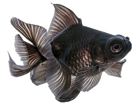 fancy goldfish - Google Search | Goldfish types, Black goldfish, Goldfish