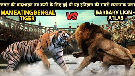 True Story of Fight Between Barbary Lion Atlas and a Man Eating Bengal ...