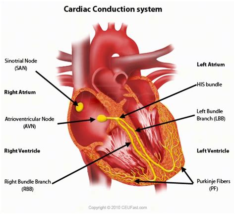 Where in the heart is the sinoatrial node located? | Socratic