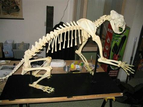 Jaguar skeleton Osteology, Animal Anatomy, Animal Bones, Felidae, Skull ...