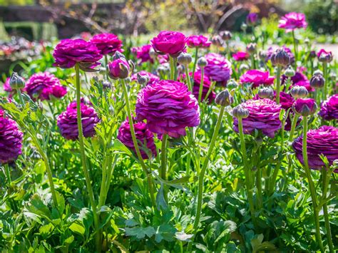 Growing Ranunculus: Best Way To Plant Bulbs | Kellogg Garden Organics™