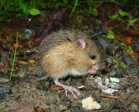 Species in Peril: Woodland Jumping Mouse | Lake Metroparks