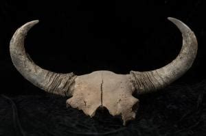 Ice age bison fossils shed light on early human migrations in North America – Popular Archeology