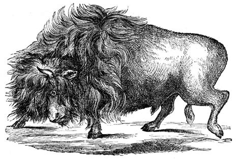 File:PSM V04 D155 American buffalo.jpg - Wikimedia Commons