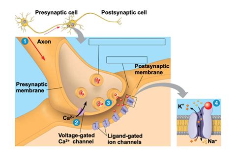 Solved Presynaptic cell Postsynaptic cell 1 Axon | Chegg.com