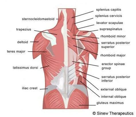 Pictures Of Back Muscles