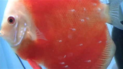 ** Discus Breeding Pair With Fry | Red Scarlets | Discus Fish ** - YouTube