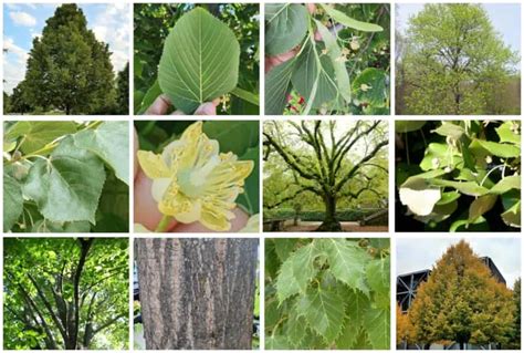 How to Identify Linden Trees (Leaf, Bark, Flowers & More)