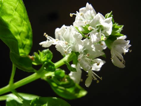 Basil essential oil egypt natural linalool type, 8015-73-4