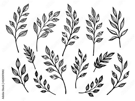 Hand drawn leaves. Botanical vector illustrations Stock Vector | Adobe ...