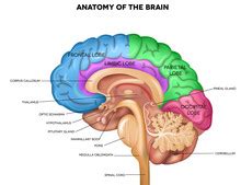 Human Brain Free Stock Photo - Public Domain Pictures